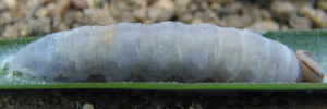 Larvae